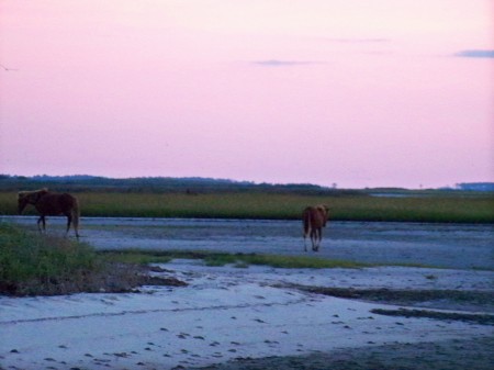 Shackleford Banks Wild Mustangs at Sunrise