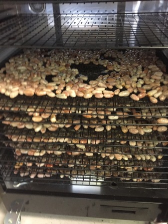 Dehydrating Cacao