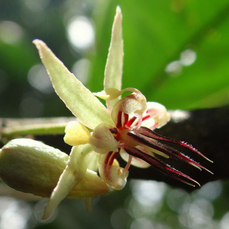 W Edmund Chambers II's album, My Farm in Ecuador