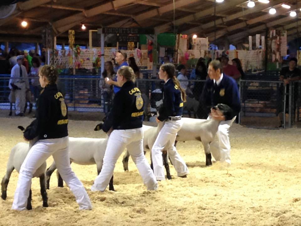 FFA Sheep show 