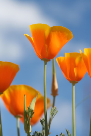 california poppy