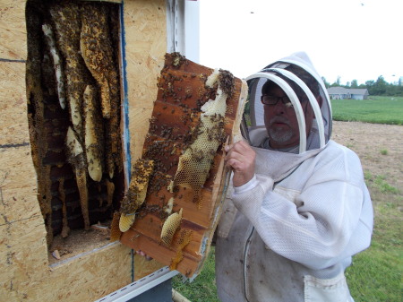 Removing Honey Bee Colony from a Building!