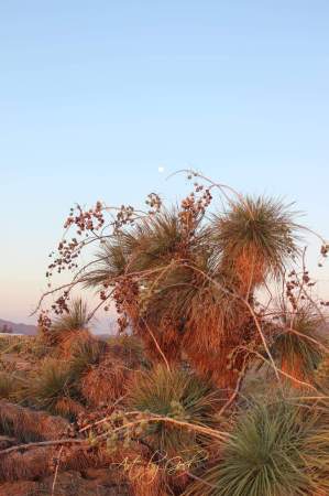 Early evening view of yuccas