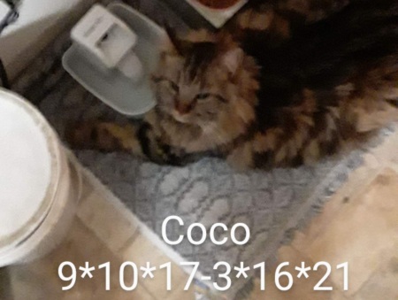 Coco, 9/10/2017-3/16/2021