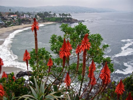 Beautiful Laguna, at Christmastime