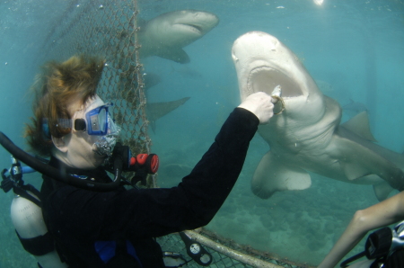 Feeding a shark in Curacao 