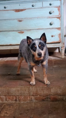 My old girl, Uluru is Blu