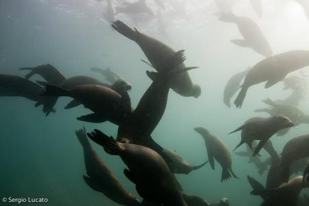 Scuba Diving in Anacapa Islands, California