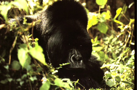 Lowland gorilla, Rwanda 