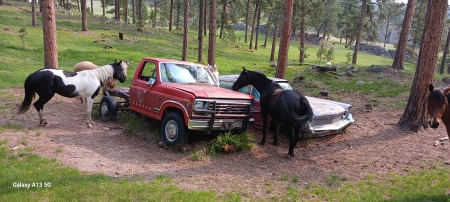 I don't know why horses eat cars?