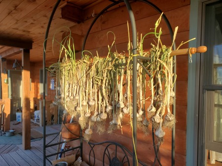 Drying Garlic 2020