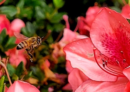 Bees don't randomly choose flowers for pollen.