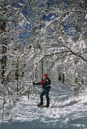 Freshly Fallen Snow