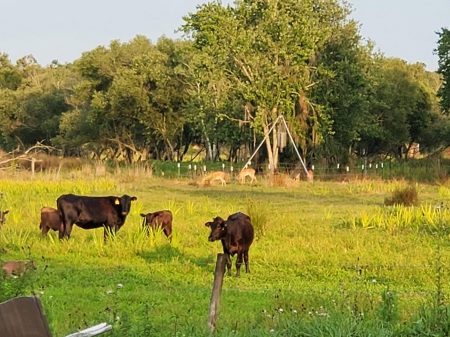 Oh Deer......in back pasture