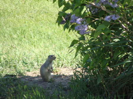 Backyard Gopher