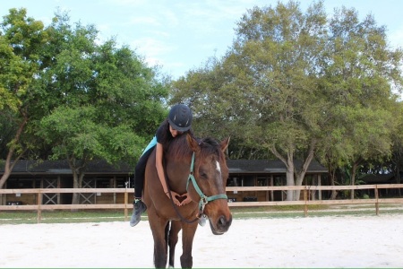 Cindy Robert's album, Horse&#39;s