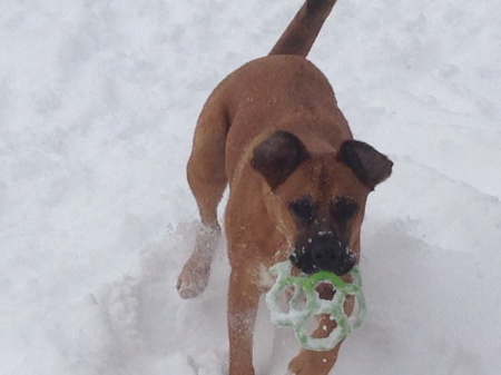 Dexter playing ball - Winter