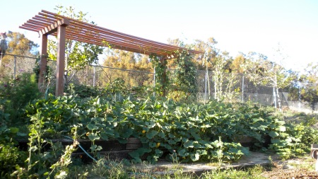 A section of our vegetable & fruit garden.