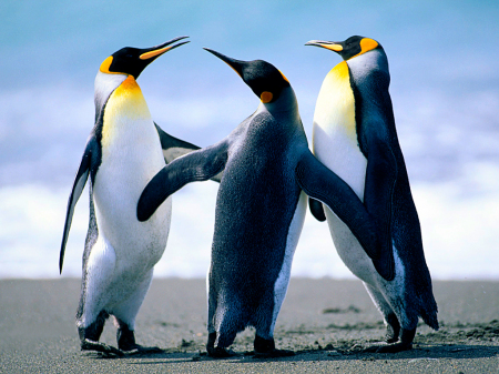 Penguins! 🐧