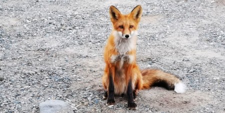 Interested Fox watches me Tour Carcross, Yukon