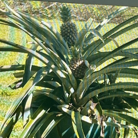Pineapple’s home grown 