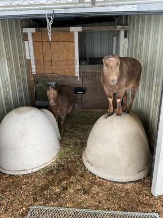 Goats secure shelter 