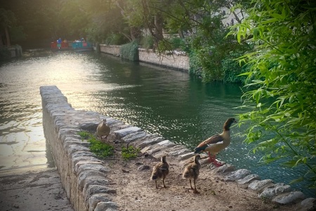 Mother & ducklings