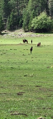 Zinker Canyon Trail wild horses 