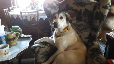 Pendleton...my dog ..in MY chair at ranch