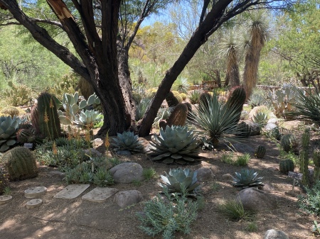 And outcropping of succulents