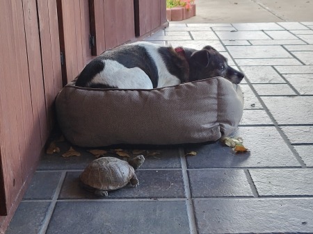 Tulip (dog) Maynard (turtle)