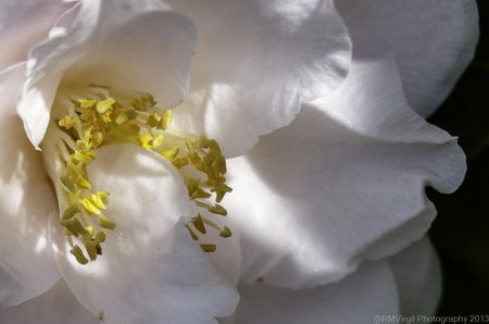 Rose Ayers Virgil's album, Rose's Flowers