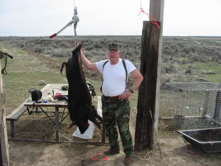 Boar hunt Idaho