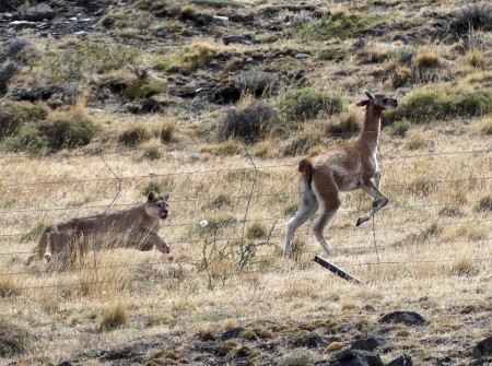 Puma chasing game in Patagonia 