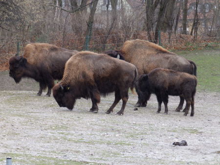 Bison at Munich Zoo