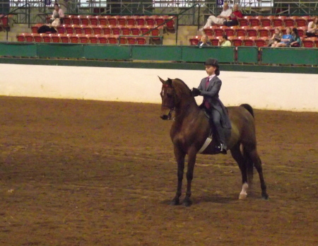 First Horse Show in a New Class