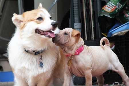 scout (corgi left)( pickles shar pei right)