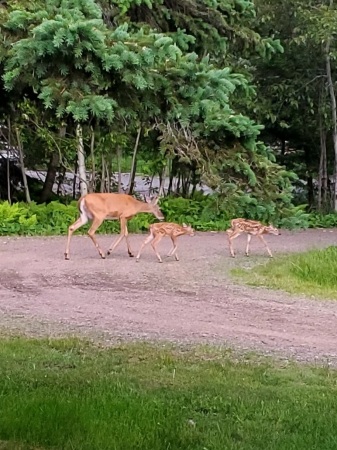 New neighbors! 