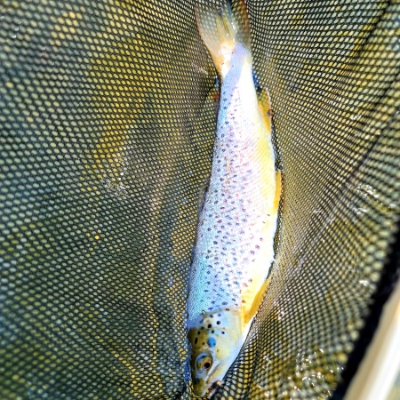 Brown Trout on a fly.