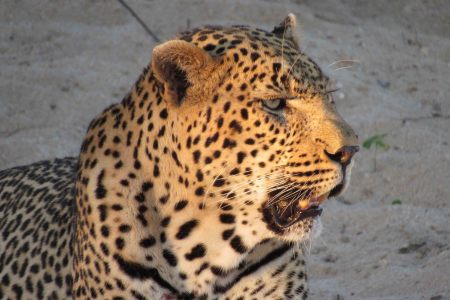 large male leopard, Dayone
