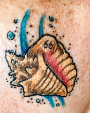 Conch tattoo on my right shoulder