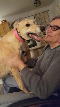 Rescued Greyhound - Allie