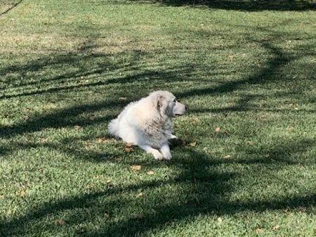 Ellie enjoying a beautiful spring day in Houst