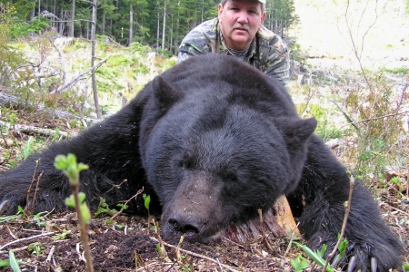 Vancouver Island, Canada Black Bear, 380#