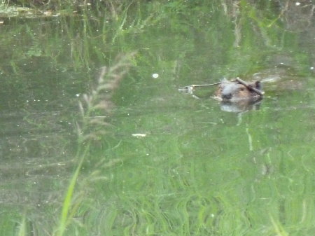 Beaver Outside the Cottage