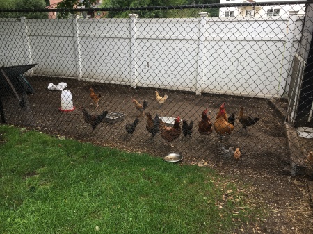 Appraised Subject with chickens in yard !!!