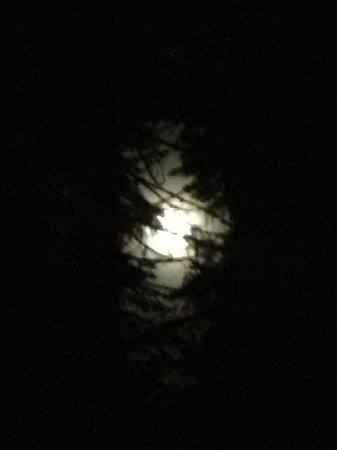 Super Moon in the Woods  June 2013