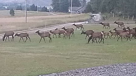 Elk in the yard