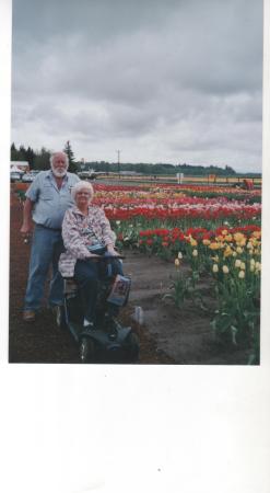 Tulip Gardens in Washington State
