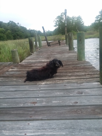 Dollie sitting on a dock in Oriental, NC      